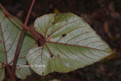 Ampelocissus indica